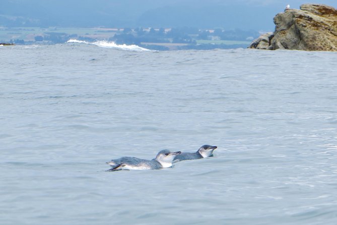 Wildlife Sea Kayaking Tour - Kaikoura - Safety Guidelines