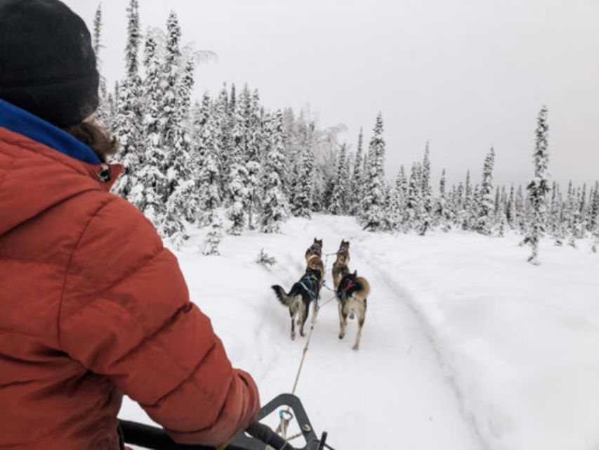 Willow: Traditional Alaskan Dog Sledding Ride - Guest Reviews