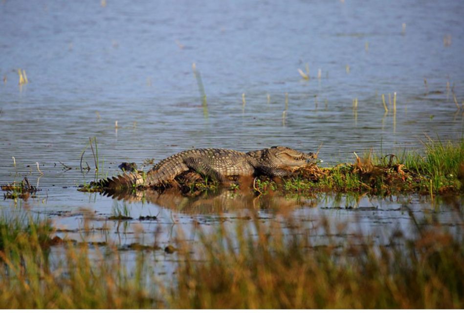 Wilpattu National Park: Morning or Evening Leopard Safari - Benefits of Evening Safari