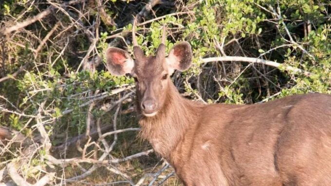 Wilpattu National Park With Safari Jeep & Entrance Ticket - Booking and Cancellation Policies