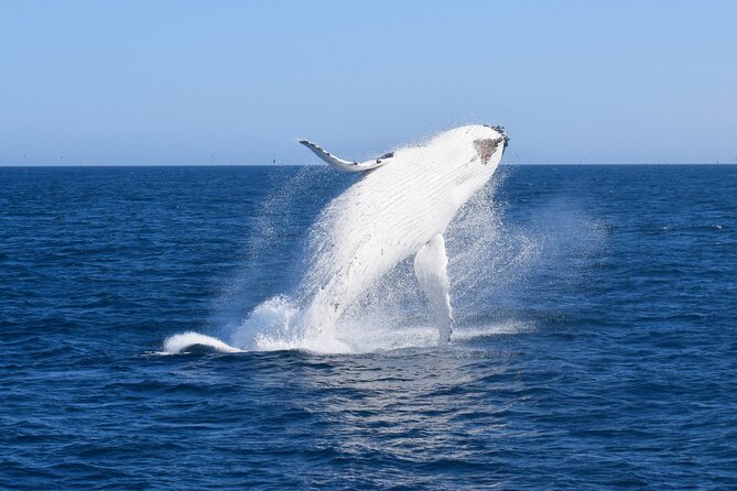 Wilsons Prom Whale Cruise - Traveler Experiences
