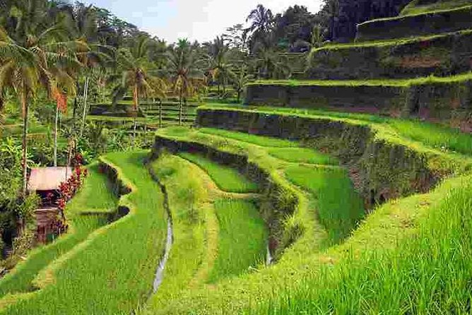 Wonderful Of Ubud Tours - Reviews and Ratings Overview