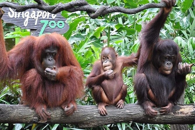 Wondrous Wildlife @ Singapore Zoo Roundtrip Transfers - Last Words