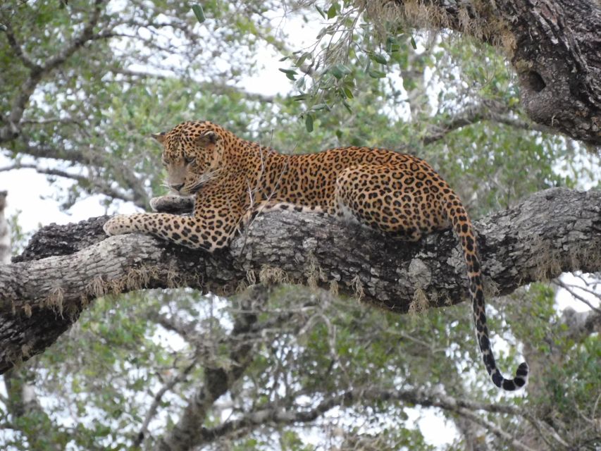 Yala Full Day Safari Tour (12h) Including Lunch & Breakfast - Yala National Park Experience
