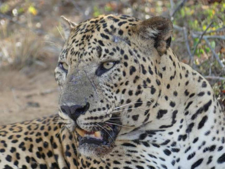 Yala National Park Budget Safari - Tour Inclusions