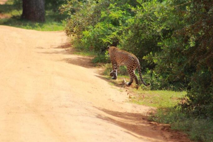 Yala National Park Full Day Safari - Last Words