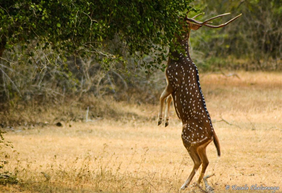 Yala National Park: Leopard Safari Full Day Tour With Lunch - Directions