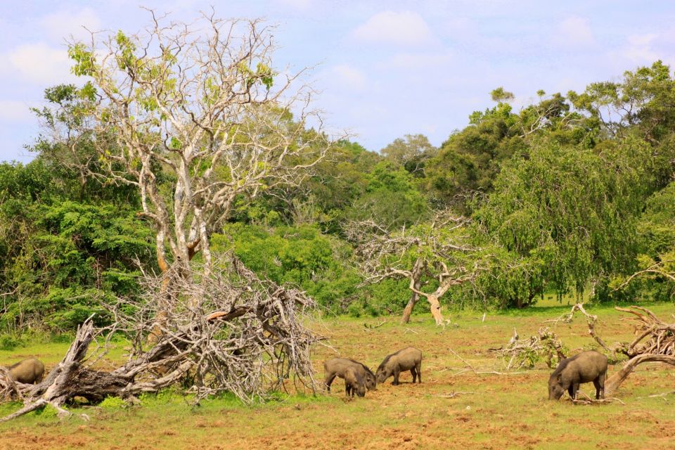 Yala National Park: Morning or Afternoon Game Drive - Wildlife Sighting Opportunities
