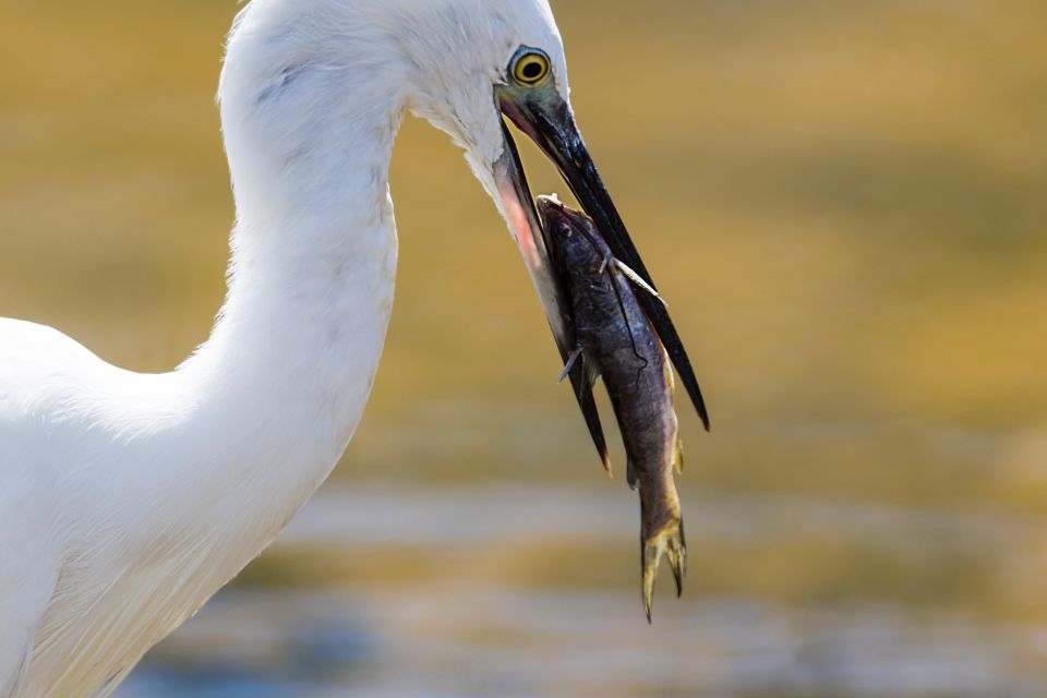 Yala National Park Tour in Golden Hours - Detailed Tour Description