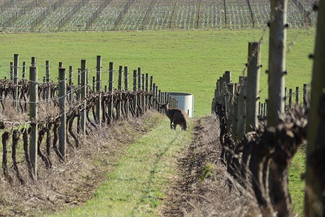 Yarra Valley Food Wine and Gin Tour Departing From Melbourne - Meeting Point Details