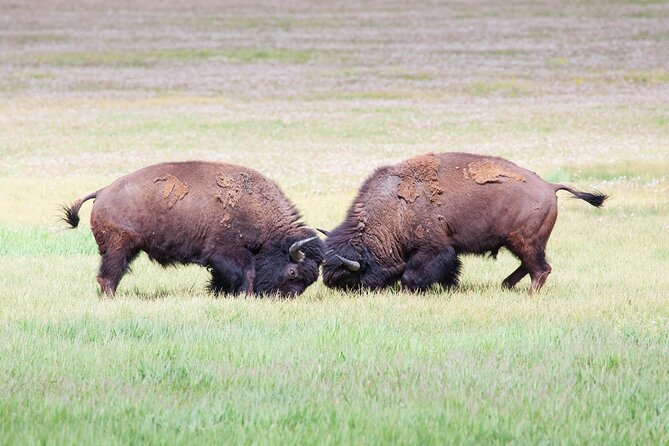 Yellowstone Wildlife Safari From Bozeman - Private Tour - Safety Measures