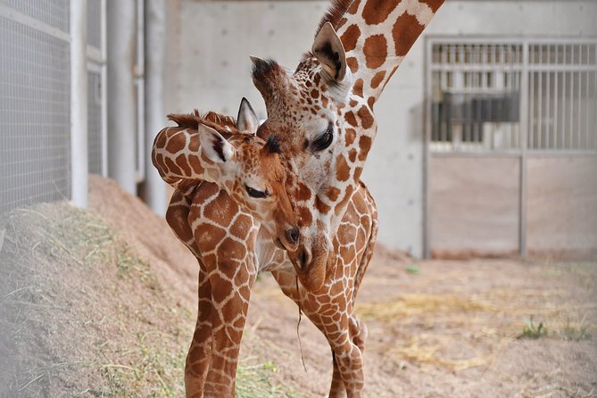 Yokohama Zoo Zoorasia Admission Ticket - Additional Information