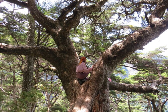 Yushan Main Peak Two Days and Two Nights Taiwans Highest Peak - Meeting and Pickup Logistics