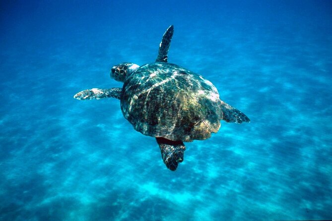 Zakynthos Marine Park With Turtles Spotting - Customer Reviews and Ratings
