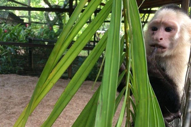 Zipline, Optional Monkeys/Sloths/Macaws Visit & West Bay Beach Resort: Roatan,HN - Last Words