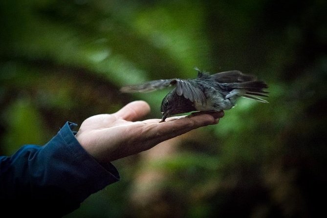 Ziplining Forest Adventure - The Original Canopy Tour Rotorua - Guides Expertise