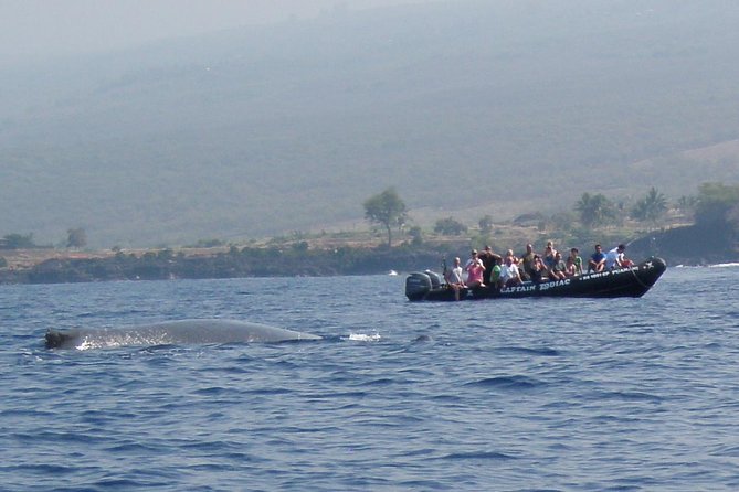 Zodiac Raft Whale Watching Adventure - Logistics and Restrictions
