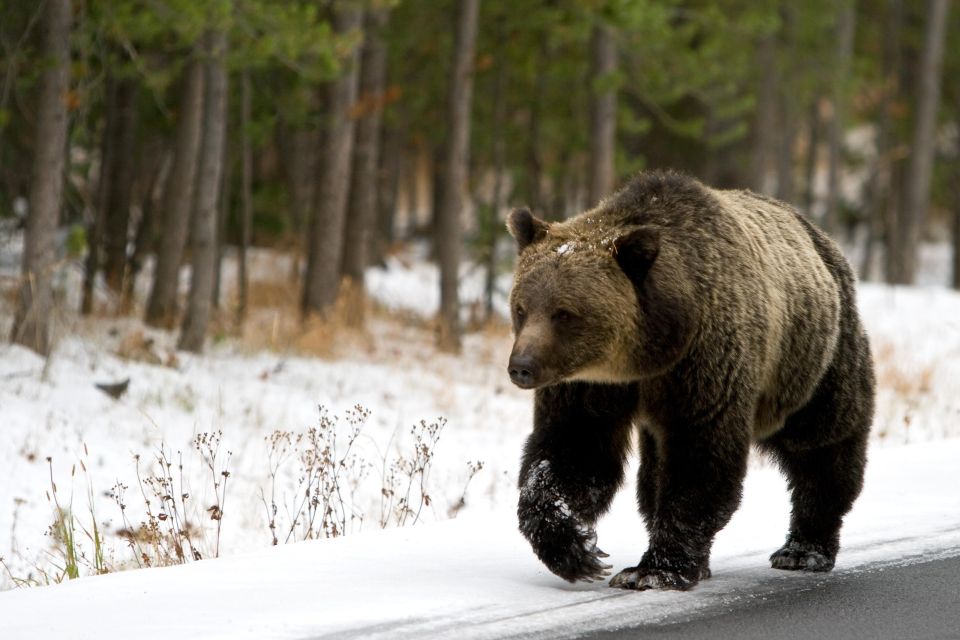 5-Day Winter Yellowstone Wildlife Tour - Key Points