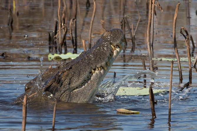 1 Day Corroboree Billabong Wetland Experience Including 2.5 Hour Cruise Lunch - Inclusive 2.5-Hour Cruise Details