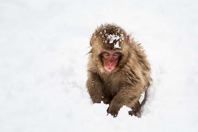 1-Day Snow Monkeys, Zenko-ji Temple & Sake in Nagano - Winter-Specific Information