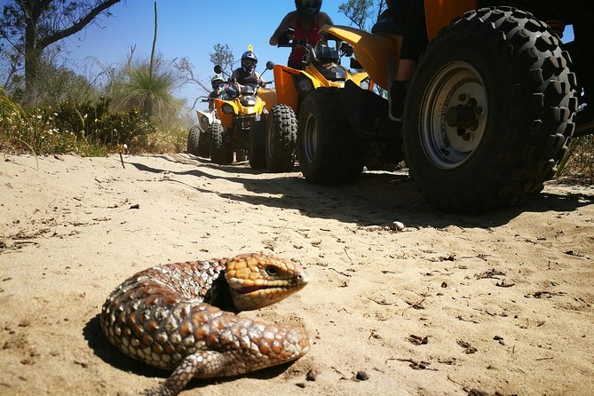 1 Hour Quad Bike Tours, Only 30 Minutes From Perth - Common questions