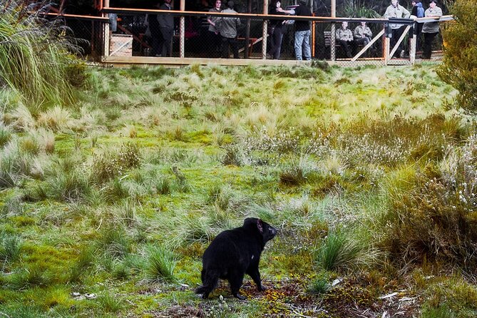 1-Hour Tasmanian Devil Feeding Day Tour at Cradle Mountain - Last Words