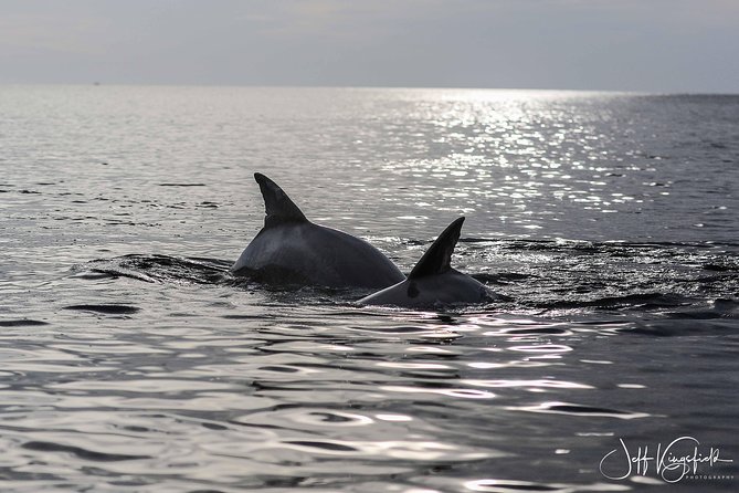 10,000 Islands Excursion Small-Group 3.5 Hour Dolphin & Shelling Boat Tour - Tour Directions