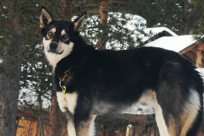 2 Day Overnight Cabin at the Kennel With Dog Sledding in Alta - Create Unforgettable Memories