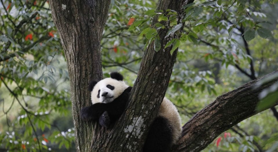 2-day Tour of Chengdu, the Panda Breeding and Research Cen - Additional Information