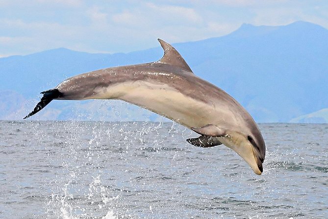 2 Hour Dolphin Viewing Eco-Tour From Picton - Dolphin Spotting