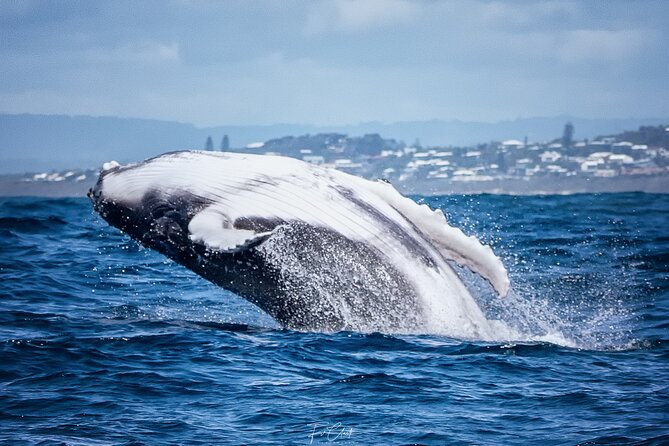 2-Hour Guided Whale Watching Tour at Noosa - Last Words