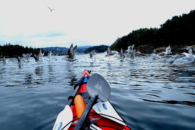 2- Hour Kayak Trip on the Oslo Fjord - Safety Guidelines