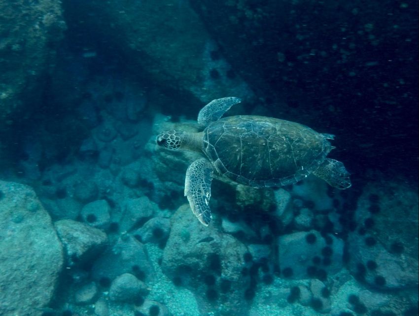 3 Hours Snorkel and Swim With Turtles Tour at Tijuca Islands - Last Words