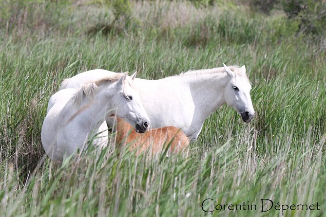 4x4 Camargue Safari 4h - Private Tour - Departure From Arles - Reviews and Pricing