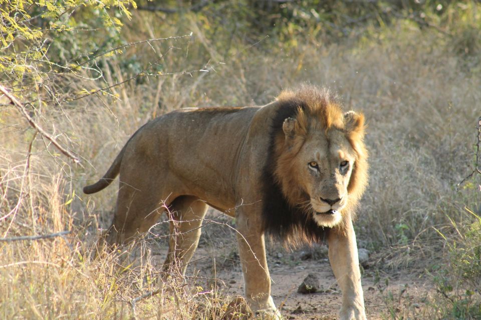 5 Day All Inclusive Kruger Safari & Panorama Tour From JHB - Inclusions and Booking Information