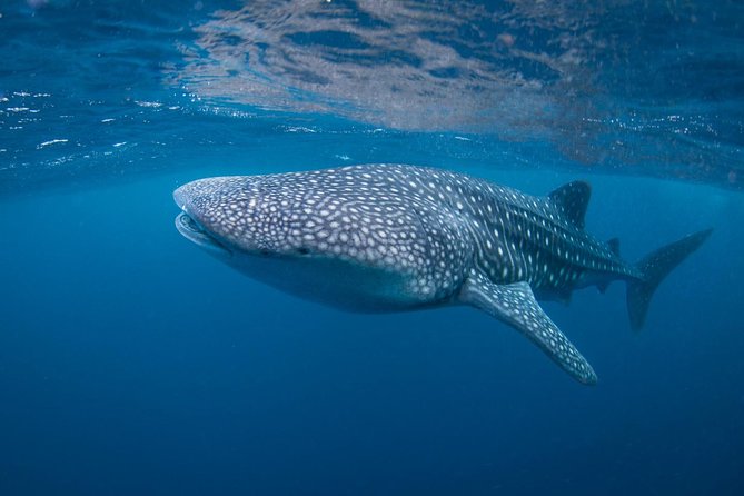 5 Fun Dives in Nusa Lembongan (For Certified Divers) - Swim With a Mola Mola - Common questions