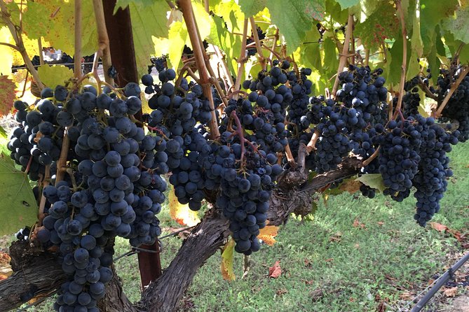 6 Hour Napa or Sonoma Valley Wine Tour by Private SUV - Viator Information and General Details