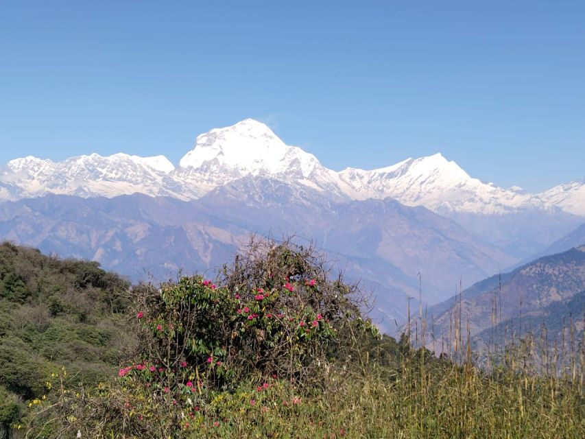 6 Night 7 Days Poon Hill Trek From Kathmandu - Pricing Information