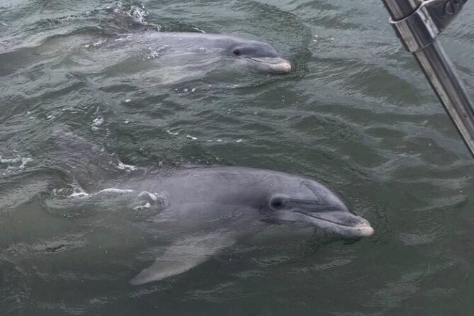 90-Minute Private Dolphin Tour in Hilton Head Island - Dolphin Sightings