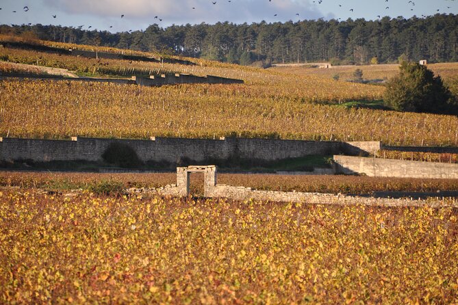 A Private Wine Tasting Tour Through Burgundy (Mar ) - Sample Local Vintages