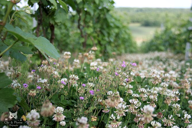 A Unique Sensory Experience in the Vineyards - Sights and Sounds of Harvest Time