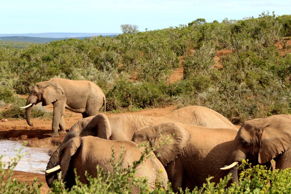 Addo Elephant National Park All Inclusive Full-Day Safari - Traveler Reviews