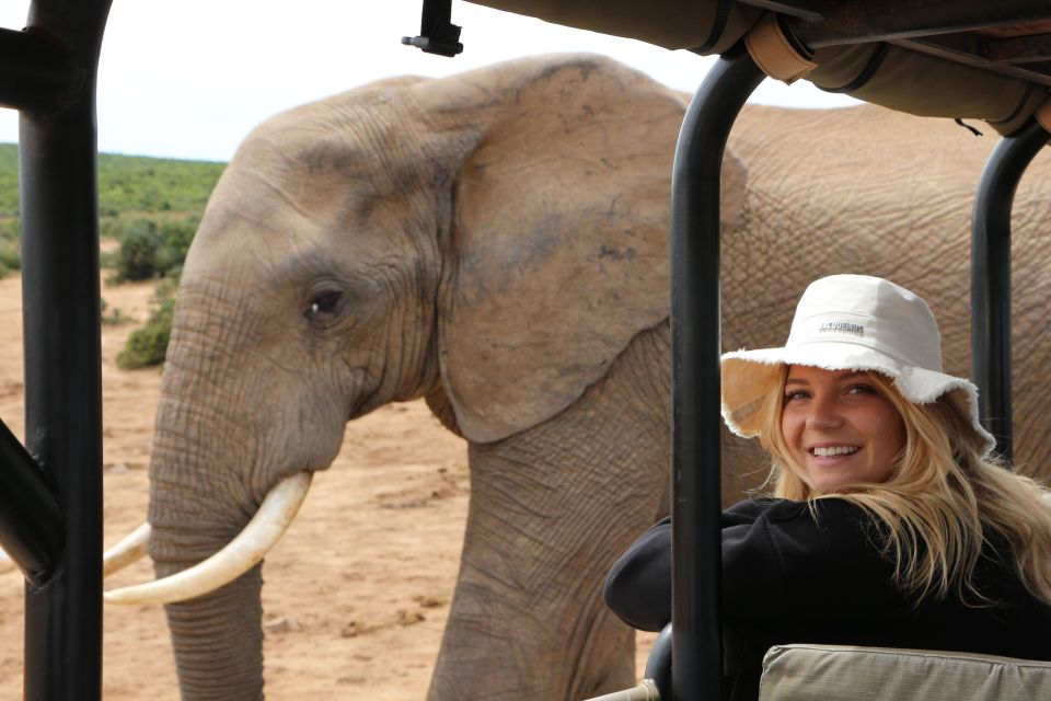 Addo Elephant National Park Game Drive Day Tour With Lunch - Tour Highlights