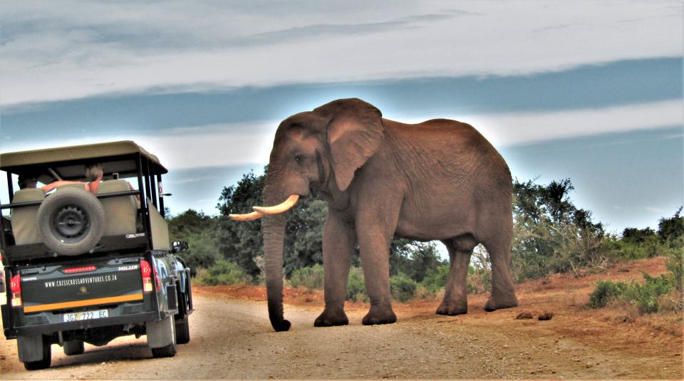 Addo Elephant National Park: Guided Half-Day Safari - Booking Information