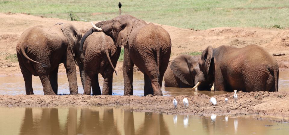 Addo Elephant Park and Giraffe Walk Private Full Day Safari - Customer Reviews