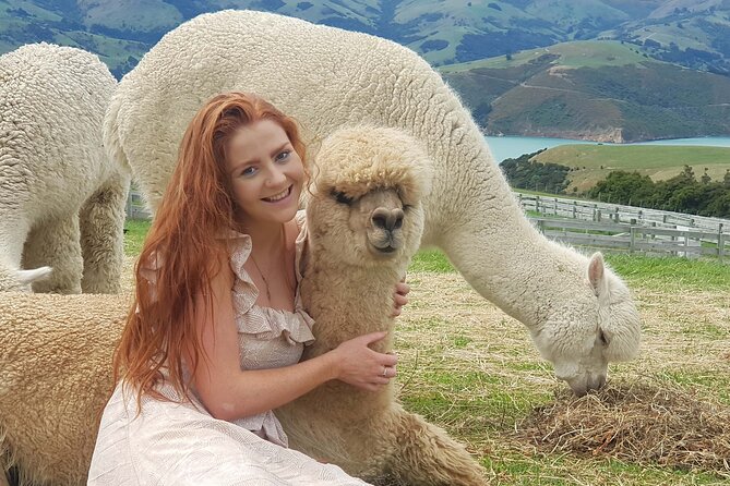 Admission Ticket to an Alpaca Farm, Akaroa (Mar ) - Booking Details and Operator Information