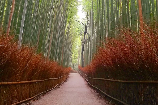 Afternoon Arashiyama Bamboo Forest & Monkey Park Bike Tour - Tour Highlights and Host Responses