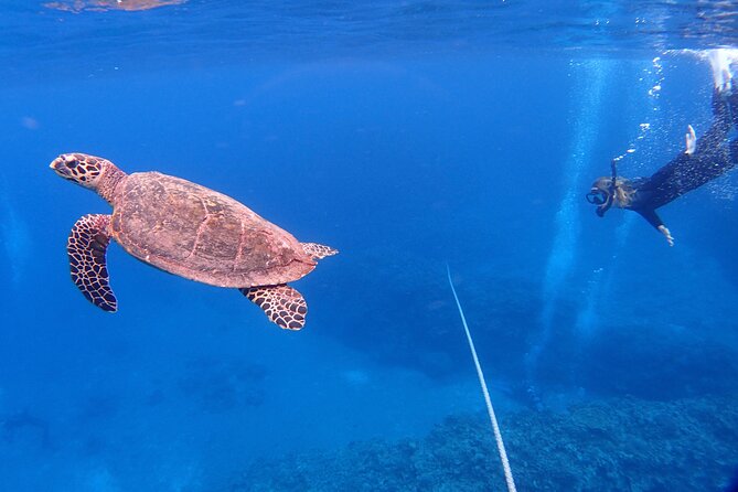 Afternoon Half Day Snorkel Trip in Naha - Common questions