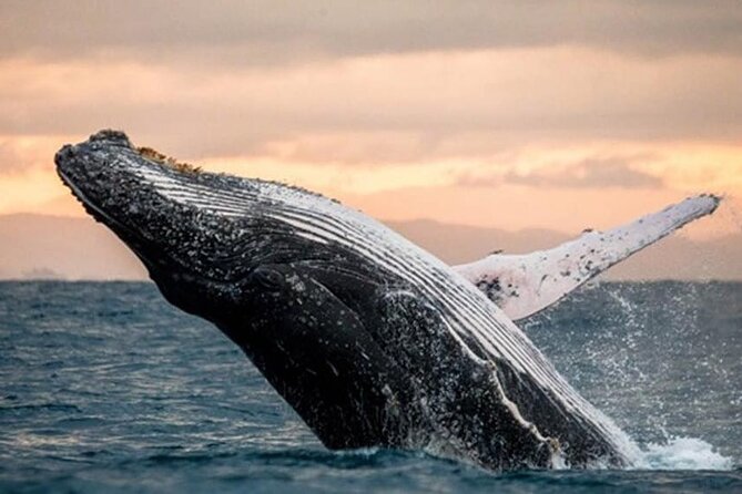 Afternoon Waikiki Glass Bottom Boat Cruise - Scenic Highlights