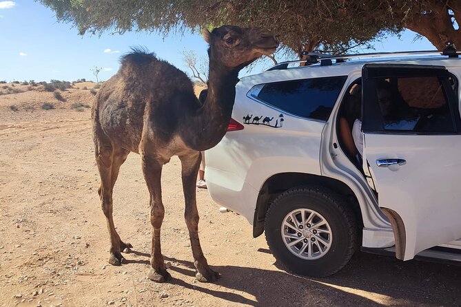 Agadir Small Desert Half Day Excursion With Lunch - Helpful Tips for the Trip